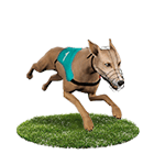 94大發娛樂城白金賽狗 94大發娛樂城白金賽狗